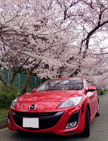桜６