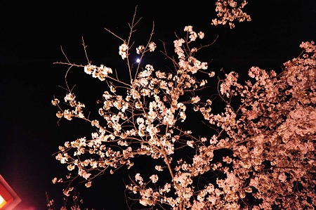 1104121924_DSC_9709