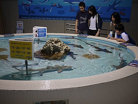 危ない魚