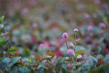 nex511101012