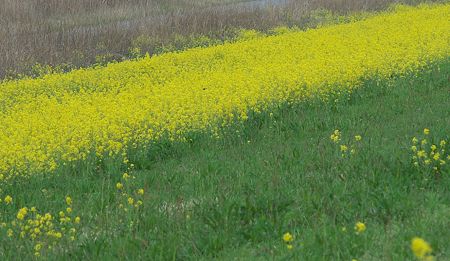 ツバメと菜の花3