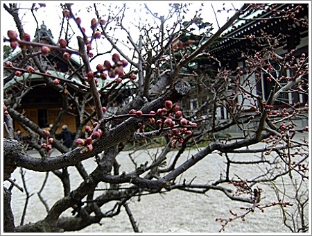 紅梅