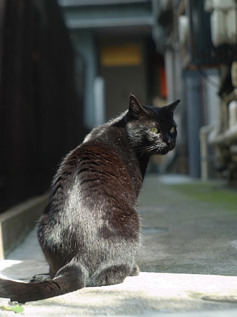 銀座_黒猫