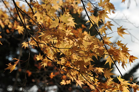 高取城跡の紅葉-5