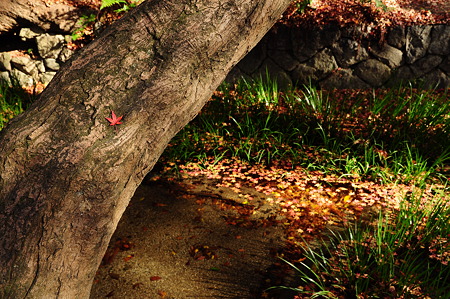 下鴨神社の紅葉(D90)-1