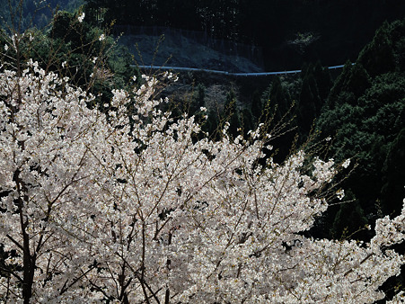 下北山村の桜・4
