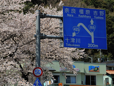下北山村の桜・5