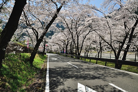 下北山村の桜・2