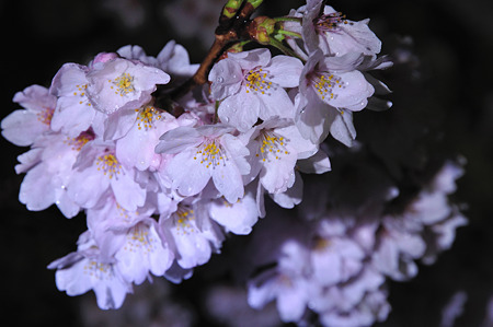 自力ライトアップで桜撮影・8