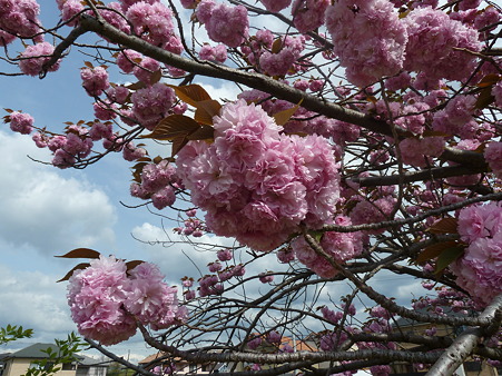 20120421_八重桜 (4)
