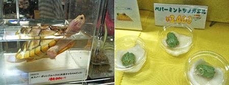 カメさんとカエルさん☆