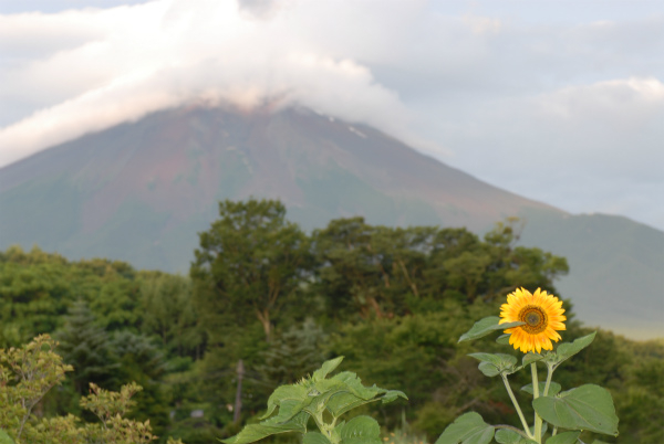 １本だけ咲いていた背の高いひまわりと富士山