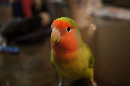 DSC00614