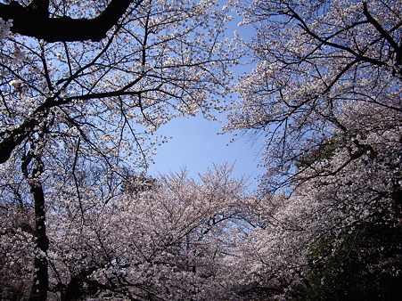 桜2012-4