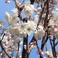 Photos: 桜咲く淡い季節