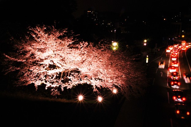 Photos: 夜桜渋滞
